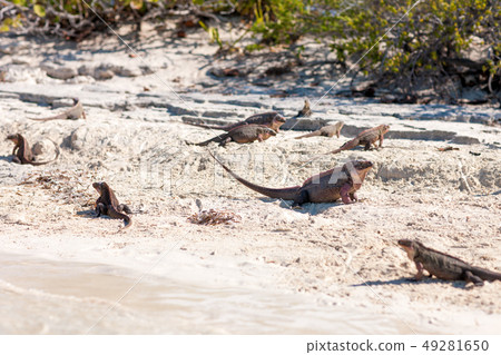exuma island iguanas in the bahamas 49281650