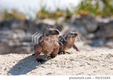 two exuma island iguanas in the bahamas two exuma island iguanas in the bahamas 49281684