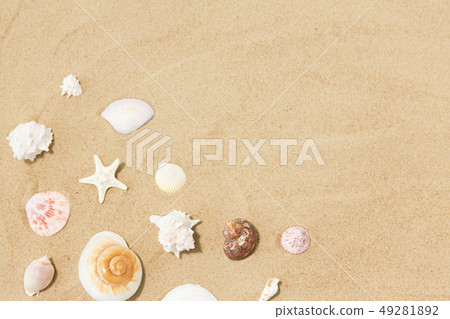 seashells on beach sand 49281892