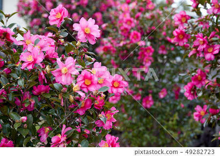 山茶花，濟州島 49282723