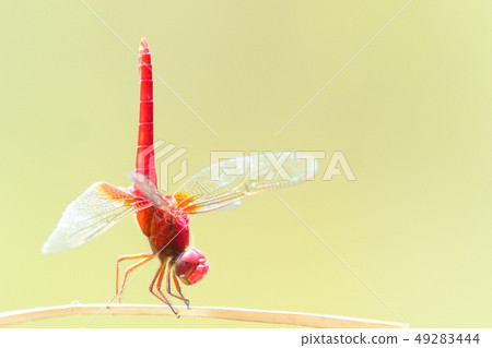 Shojo dragonfly (male) handstand Shojo dragonfly (male) handstand 49283444