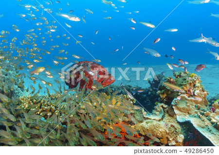 Ogasawara elder island flocks of azahatas and red-tailed daisies Ogasawara elder island flocks of azahatas and red-tailed daisies 49286450