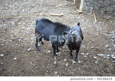A pair of black goats, goat 49286628
