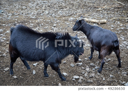 A pair of black goats, goat 49286630