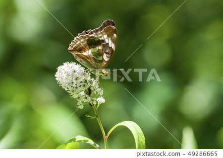 Female Growth Hormone 49286665