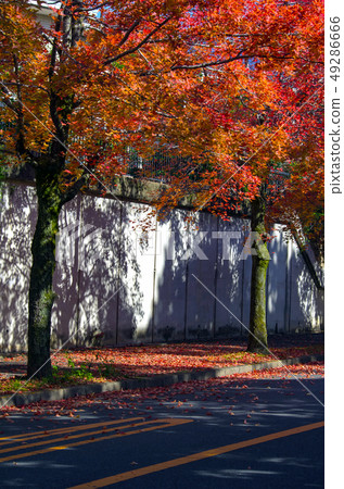 秋天的三色路徑 49286666