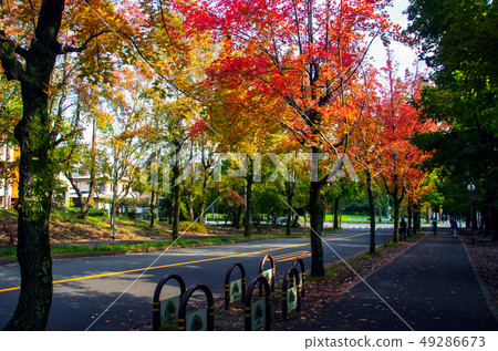 Autumn's Three Color Path Autumn's Three Color Path 49286673
