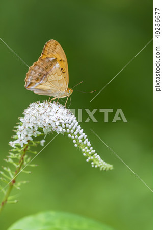 Female Growth Hormone 49286677