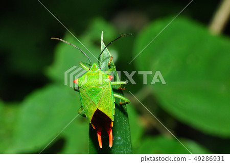 Scissors stink bug (male) Scissors stink bug (male) 49286931