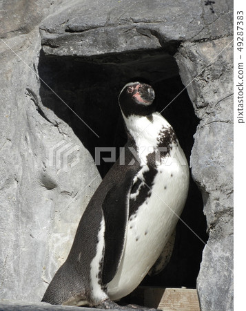 Penguin Penguin 49287383