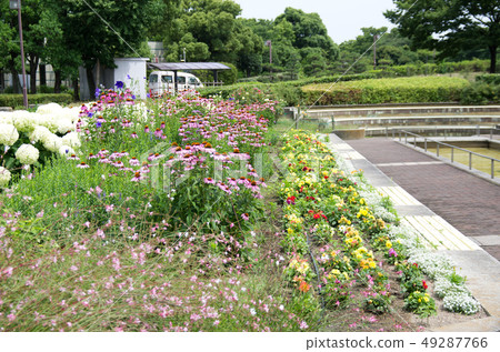 Arakogawa Park flowers Arakogawa Park flowers 49287766