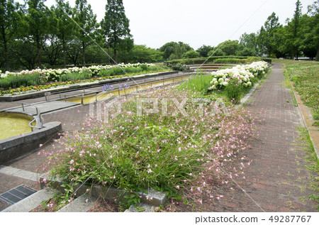 Arakogawa Park flowers Arakogawa Park flowers 49287767
