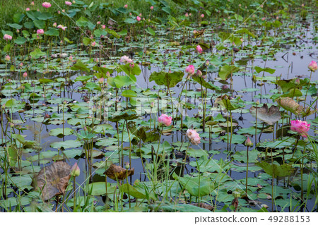 Many Lotus bloom in the pond Many Lotus bloom in the pond 49288153