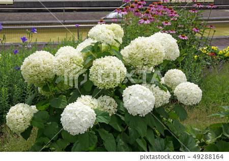Arakogawa公園的花朵 Arakogawa公園的花朵 49288164