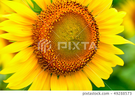 夏天向日葵單輪 49288573