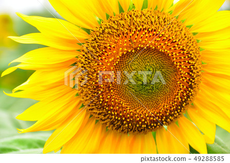 夏天向日葵單輪 49288585