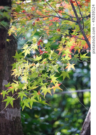 Maple  49289124