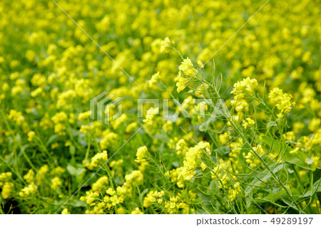 Rape flowers in full bloom on Jeju Island Rape flowers in full bloom on Jeju Island 49289197