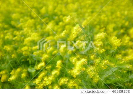 Rape flowers in full bloom on Jeju Island Rape flowers in full bloom on Jeju Island 49289198