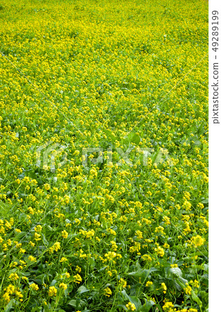 Rape flowers in full bloom on Jeju Island Rape flowers in full bloom on Jeju Island 49289199