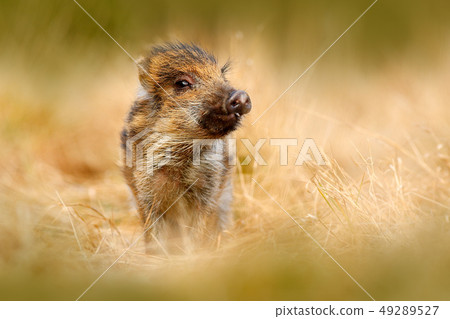 Young Wild boar, Sus scrofa, running in the grass Young Wild boar, Sus scrofa, running in the grass 49289527