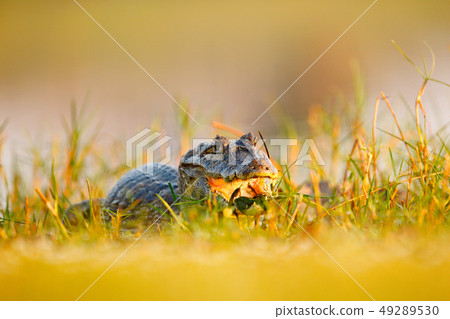 Portrait of Yacare Caiman in water plants Portrait of Yacare Caiman in water plants 49289530