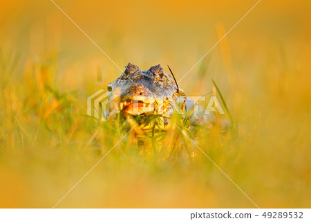 Portrait of Yacare Caiman in water plants 49289532