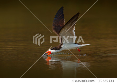 Black skimmer in flight above Rio Negro, Pantanal 49289533