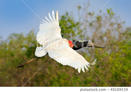 Jabiru, Jabiru mycteria, black and white bird 49289539