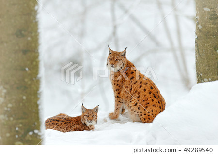 Lynx in snow forest. Eurasian Lynx in winter. Lynx in snow forest. Eurasian Lynx in winter. 49289540