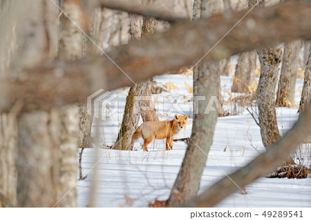 Red fox in white snow. Cold winter with orange fox 49289541