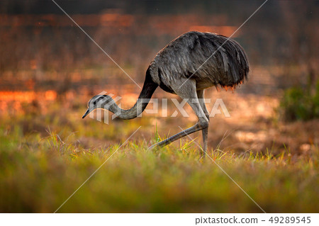 Greater Rhea, Rhea americana, big bird Greater Rhea, Rhea americana, big bird 49289545