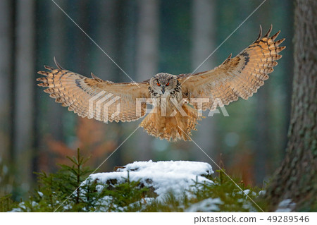 Eagle owl landing on snowy tree stump in forest. Eagle owl landing on snowy tree stump in forest. 49289546