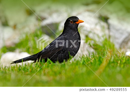 Black bird in green grass. Common blackbird Black bird in green grass. Common blackbird 49289555