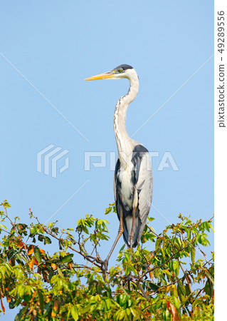 Cocoi heron, Ardea cocoi, bird with blue sky Cocoi heron, Ardea cocoi, bird with blue sky 49289556