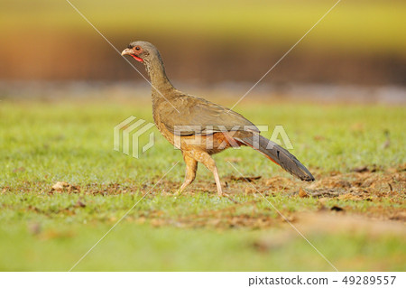 Chaco Chachalaca, Ortalis canicollis Chaco Chachalaca, Ortalis canicollis 49289557