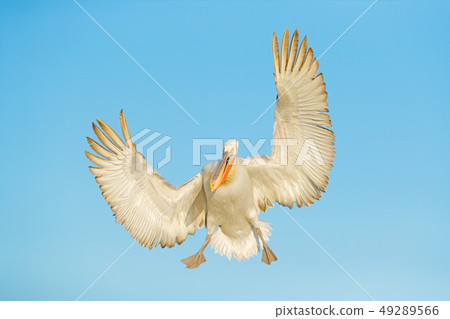 Funny landing Dalmatian pelican, Pelecanus crispus 49289566