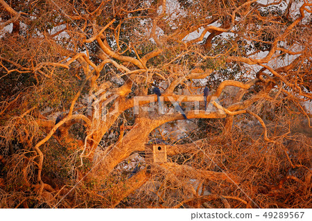 Hyacinth Macaw, Anodorhynchus hyacinthinus 49289567