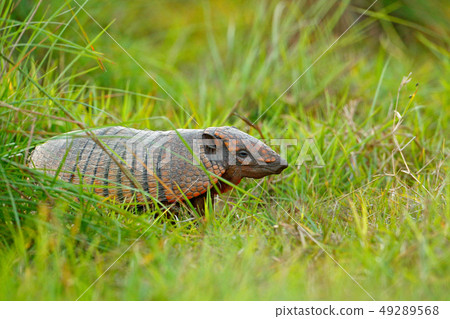 Six-Banded Armadillo, Yellow Armadillo 49289568