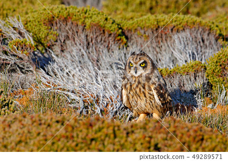 Short-eared Owl, Asio flammeus sanfordi 49289571