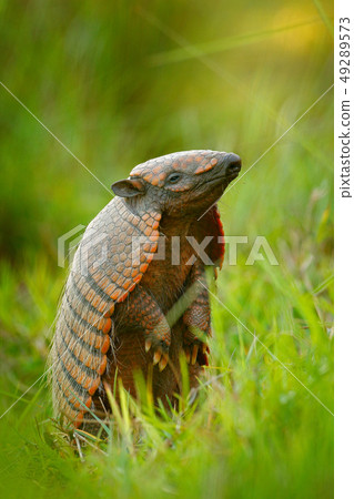Funny Six-Banded Armadillo, Yellow Armadillo 49289573