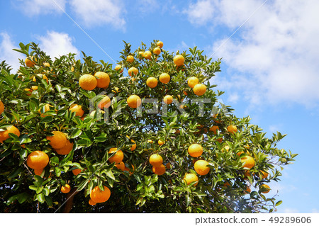 Jeju Island Tangerines, Byeonggyul Jeju Island Tangerines, Byeonggyul 49289606