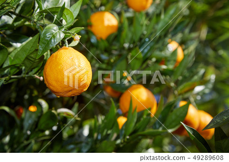 濟州島橘子、瓶裝橘子 濟州島橘子、瓶裝橘子 49289608