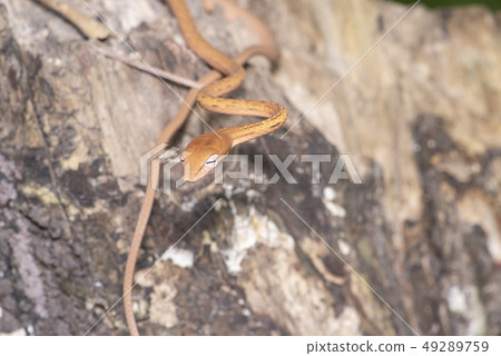 Oriental whip snake Ahaetulla prasina Oriental whip snake Ahaetulla prasina 49289759
