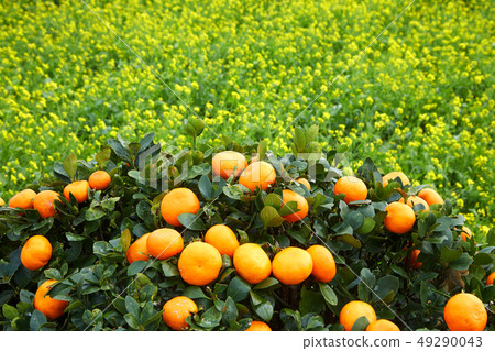 Tangerine and rape blossom, flower, orange Tangerine and rape blossom, flower, orange 49290043