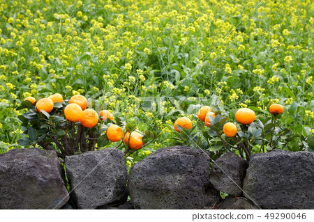 Tangerine and rape blossom, flower, orange Tangerine and rape blossom, flower, orange 49290046