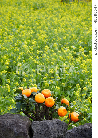 Tangerine and rape blossom, flower, orange Tangerine and rape blossom, flower, orange 49290047