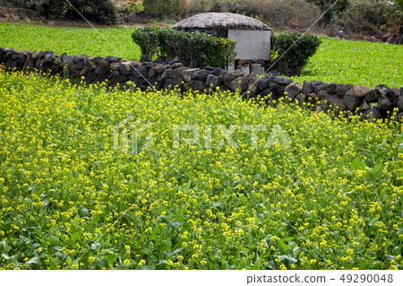 Tangerine and rape blossom, flower, orange Tangerine and rape blossom, flower, orange 49290048