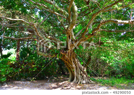 Banyan tree Banyan tree 49290050