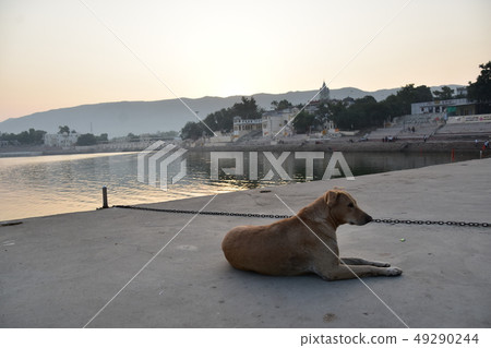 Pushkar in Rajasthan, India Beautiful sunrise and Pushkar lake A pretty stray dog sitting on the Ghat Pushkar in Rajasthan, India Beautiful sunrise and Pushkar lake A pretty stray dog sitting on the Ghat 49290244